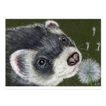 Dandy Ferret Post Cards
