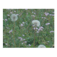 dandylions and pretty weeds postcard