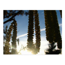 Dangles Postcards