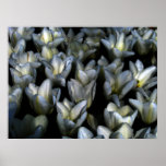 Dark Beauty Print