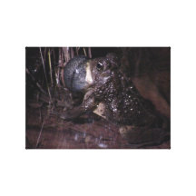 Dark Canyon Utah Aquatic Animals / Plants Frog Canvas Print