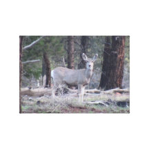 Dark Canyon Utah Mammals Deer Gallery Wrapped Canvas