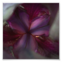 Dark Knight print - Abstract Flower series 2 Photograph