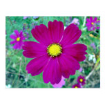 Dark Pink Cosmos flower Post Card