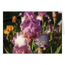 Dark Rose Iris Cards