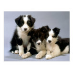Darling Dog, Puppy Photos Cards, Gifts - Customise Postcard