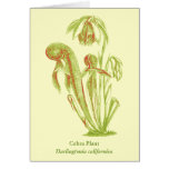 Darlingtonia californica Botanical Art Cards