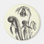 Darlingtonia californica, Carnivorous Plant Magnets
