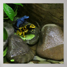 Dart Frog Buddies Print