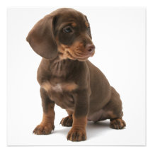 Dashchund Puppy Dog Invitation