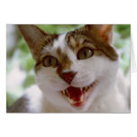 Davey Greeting Cards