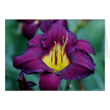Daylily 'Bela Lugosi' Cards