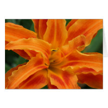 Daylily Greeting Cards