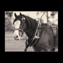 Days Gone By - Clydesdale Horse postcards