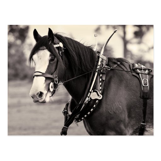 Days Gone By - Clydesdale Horse Postcards