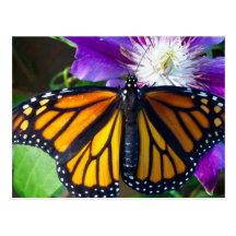 Dazzling Butterfly Postcard