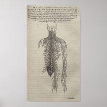 De Humani Corporis Posters