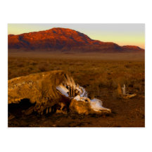 Dead Cow at Sunset Postcard