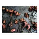Dead Roses Postcards