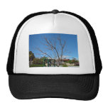 Deciduous tree with single leaf hats