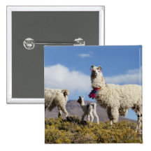 Decorated lama herd in the Puna, Andes mountains 3 Pinback Buttons