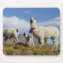 Decorated lama herd in the Puna, Andes mountains 3 Mouse Pad