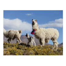 Decorated lama herd in the Puna, Andes mountains 3 Post Card