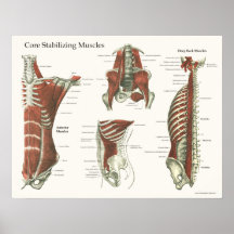 Deep & Core Stabilizing Muscles Anatomy Poster #1