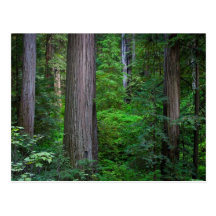 Deep in the Redwoods... Postcards