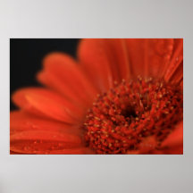 Deep Orange Gerbera Poster
