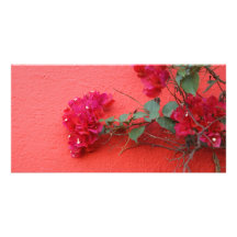 Deep Pink Bougainvillea Photo Cards