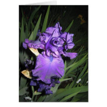 Deep Purple Iris At Dusk Greeting Cards