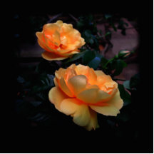 Deep Yellow - Orange Roses, on Black. Custom Photo Cut Out