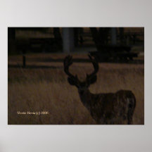 Deer Antlers - Select Your Frame Print