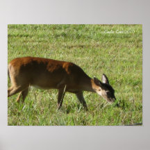 Deer eating in Cades Cove Print