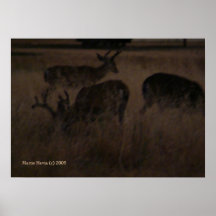 Deer in Grass Print - Select Your Frame