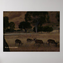 Deer in Hills Print - Select Your Frame