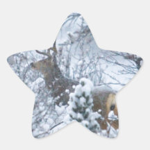 Deer in Snow Star Stickers