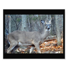 Deer Photograph