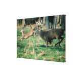Deer running in forest stretched canvas prints