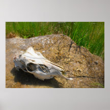 Deer Skull Print