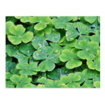 Deerpark Ireland Clover Dew Drops Postcards