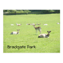 Deers at Bradgate Park Post Card