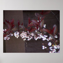 Delicate Pink 2 Print