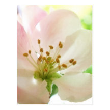 Delicate Pink Apple Blossom Postcards