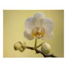 Delicate White Orchid Photographic Print