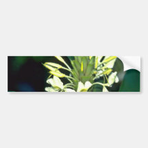 Delicate White Tropical Flowers flowers Bumper Sticker
