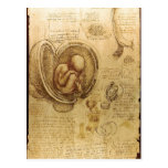 Description Studies of Embryos Leonardo da Vinci ( Postcard