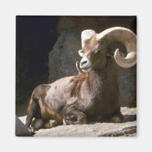 Desert bighorn sheep (Adult ram bedded down in sun Magnets