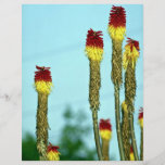 Desert bloom, outside Phoenix, Arizona, U.S.A. Personalized Flyer